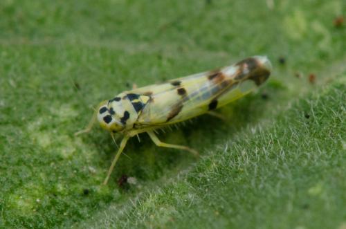 Réf. 265 566 : Eupteryx atropunctata